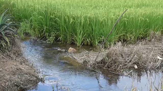 水从稻田中流出视频素材