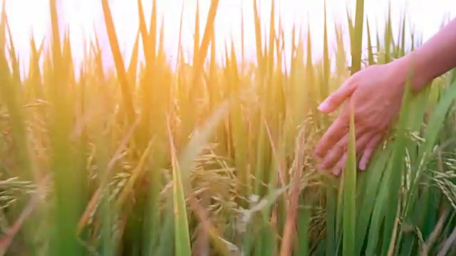 用手触摸稻田里成熟的水稻植株视频素材