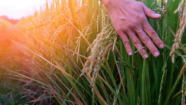 用手触摸稻田里成熟的水稻植株视频素材