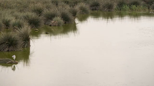 时间流逝的视频，鸟漂浮在湖上视频素材