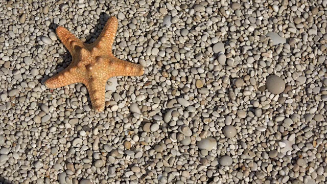 海星藏在海边，用小石头躲避海浪视频素材