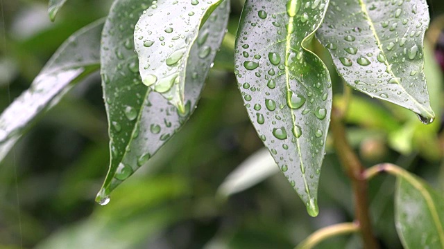 雨水滴在绿色植物的叶子上视频素材