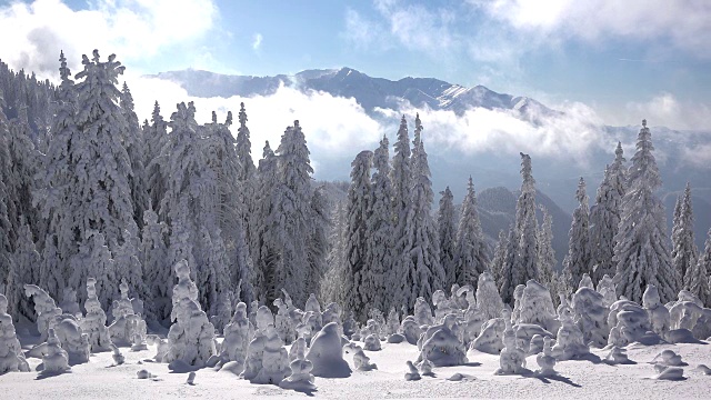 杉树伴雪，白云悠悠，蓝天白云，冬季景观一览无余视频素材