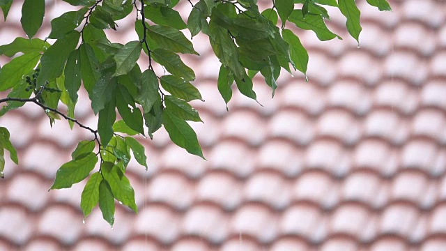 4K:绿叶和雨水滴视频素材