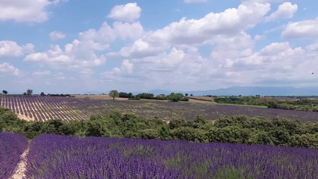 带着摄像机穿过盛开着薰衣草的田野。普罗旺斯。法国。视频素材