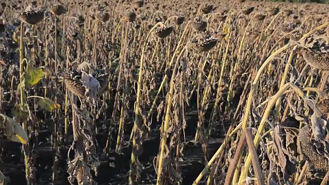 秋天田野上的向日葵干枯了。在秋天收获葵花籽。向日葵的干茎在田野上的特写。受干旱影响的向日葵田。视频素材