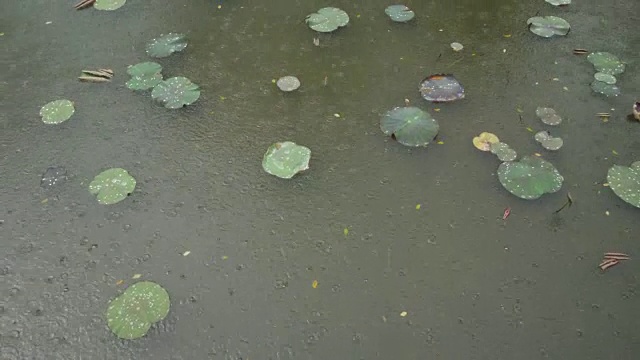 巴厘岛的暴雨视频素材