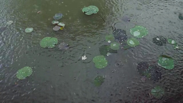 巴厘岛的暴雨视频素材