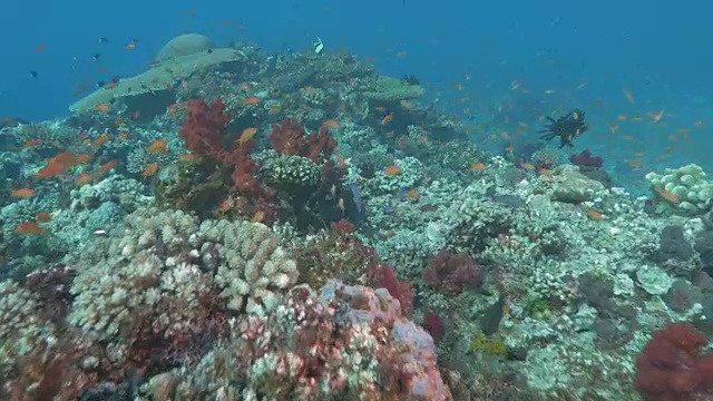 在斐济的彩虹礁，一名潜水员游过硬珊瑚和软珊瑚视频素材