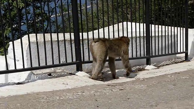 直布罗陀著名的猿视频素材