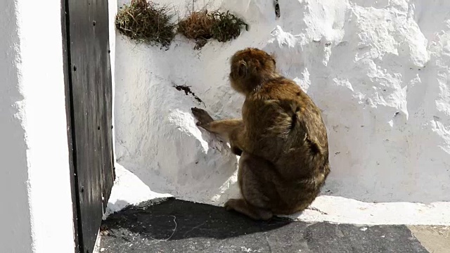 直布罗陀著名的猿视频素材