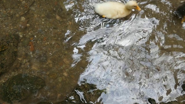 小鸭子在水面游泳，慢镜头。视频素材