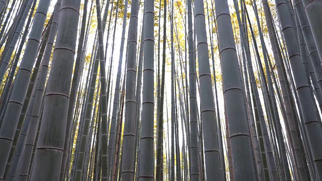 京都岚山竹林的竹片视频素材