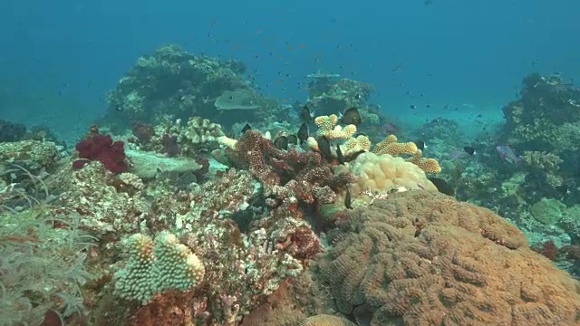 潜水经过斐济彩虹礁的硬珊瑚视频素材