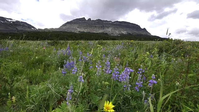 冰川国家公园的东平顶山和紫色的罗苹花视频素材