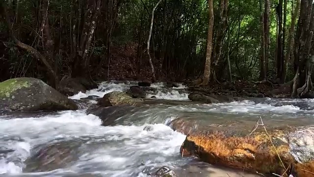 流在森林视频素材