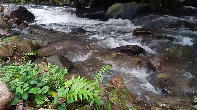 流在森林视频素材