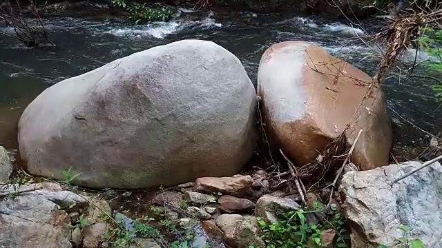 流在森林视频素材