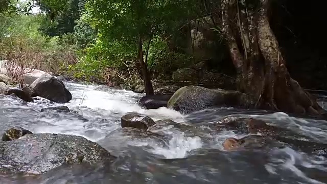 流在森林视频素材