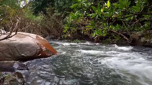 流在森林视频素材