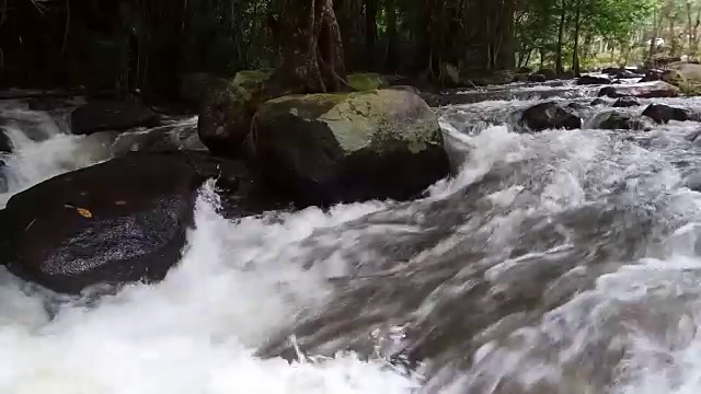 流在森林视频素材