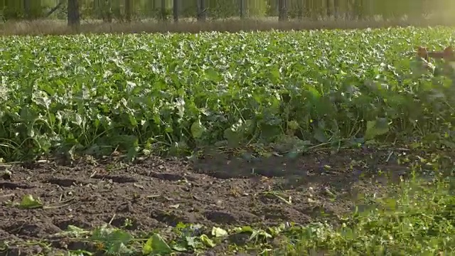 收割甜菜的农用车辆。农田里的新鲜甜菜视频素材