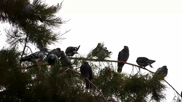 动物鸟鸽子鸽子在树上视频素材