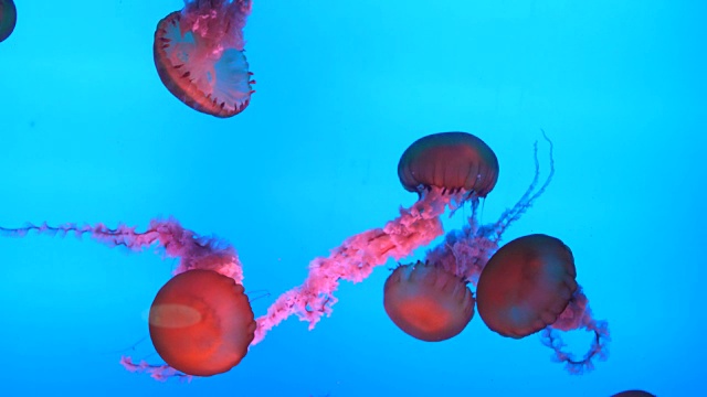 水母在水族馆视频素材