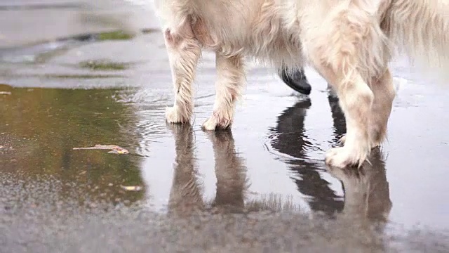 一个穿着黑色皮靴的女孩和一只白色的大狗在雨中走过秋天的水坑视频素材