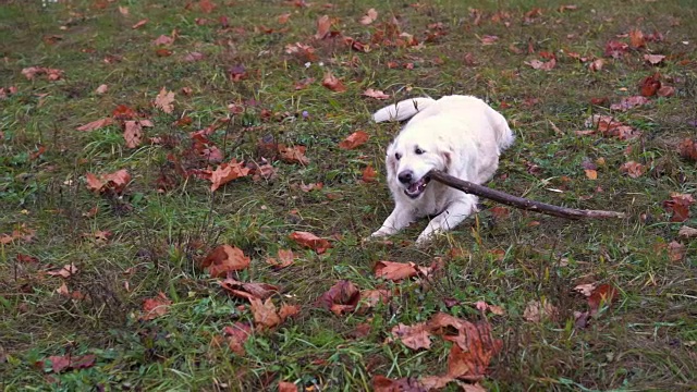 慢镜头中，金毛猎犬在秋季公园咀嚼木棍视频素材