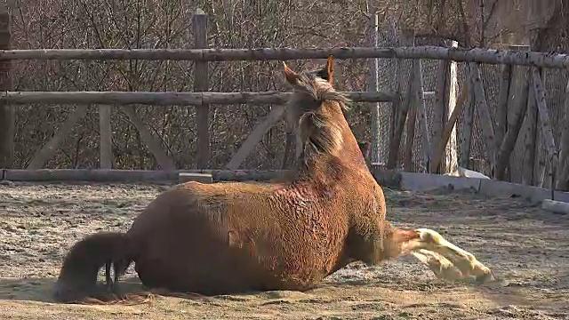 美丽的棕色马躺在尘土中打滚视频素材