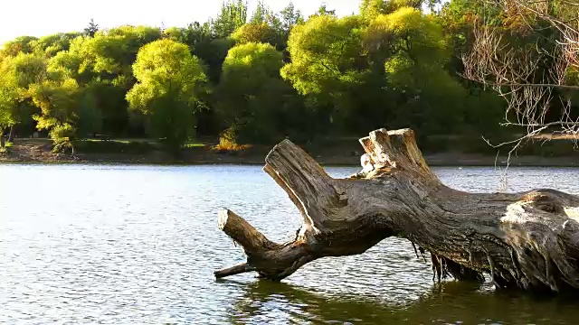 土耳其湖水上的枯树视频素材