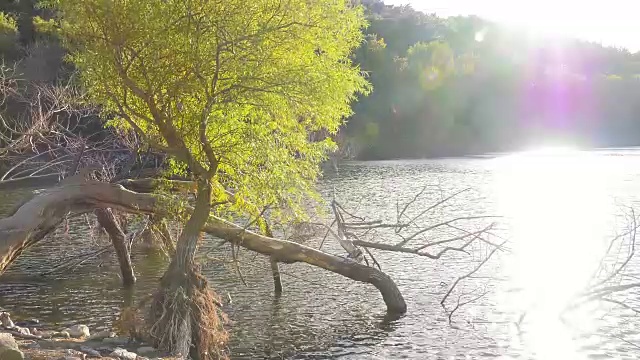 树阳光和湖视频素材