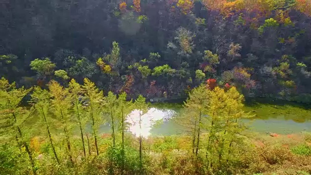 在非军事区(韩国和朝鲜之间的非军事区)，高城郡的秋天森林视频素材