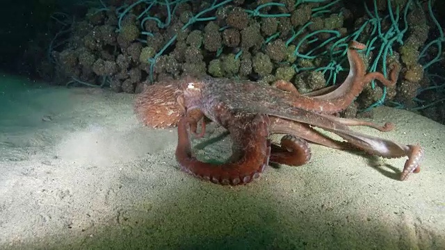 巨大的章鱼在非军事区(韩国和朝鲜之间的非军事区)附近的海洋中游泳视频素材