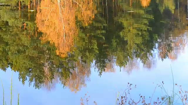 秋天的森林倒映在森林湖泊的水面上。有黄色叶子的树。涟漪。阳光明媚的一天。俄罗斯视频素材