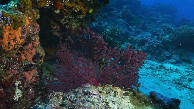 斐济彩虹礁上的红海扇子视频素材