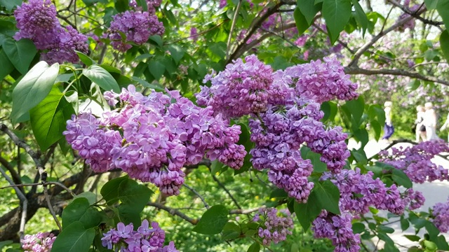 盛开的灌木丁香花丁香花在花园里。视频素材