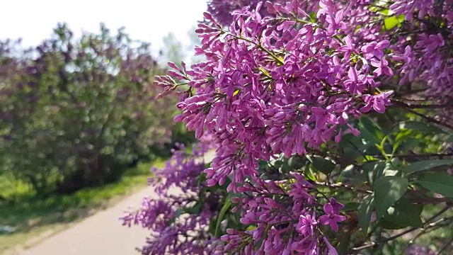 盛开的灌木丁香花丁香花在花园里。视频素材