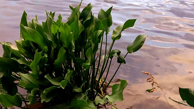 湖上风景优美视频素材