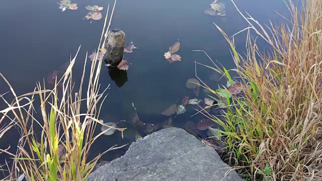 湖上风景优美视频素材