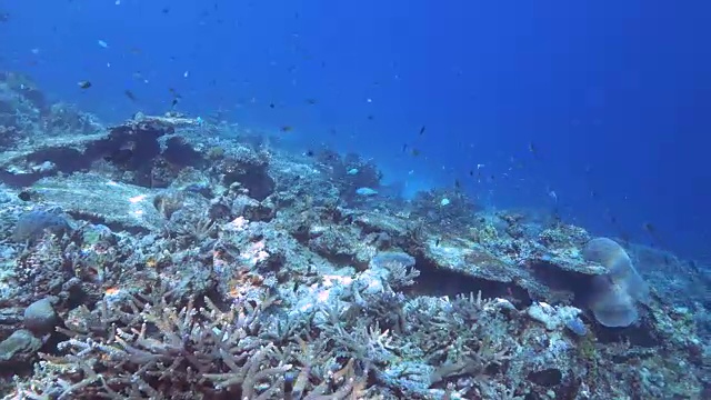 斐济彩虹礁上的珊瑚的浅水剪辑视频素材