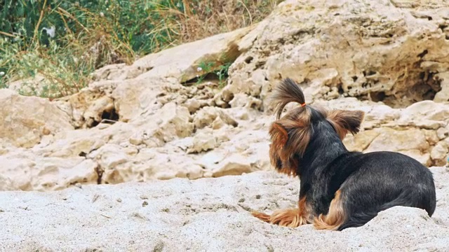 沙滩上的小约克郡犬视频素材