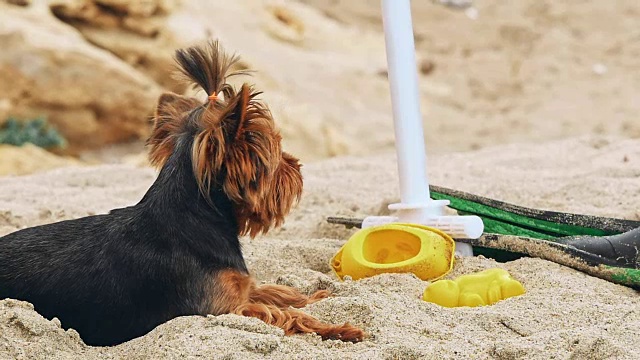 沙滩上的小约克郡犬视频素材