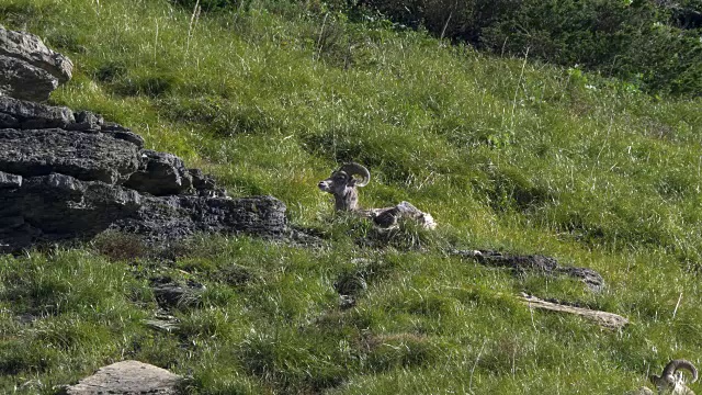 大角羊坐在洛根山口的草地上，在冰川国家公园视频素材