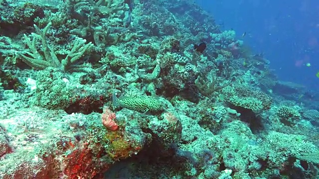 斐济彩虹礁的蜂窝石斑鱼视频素材