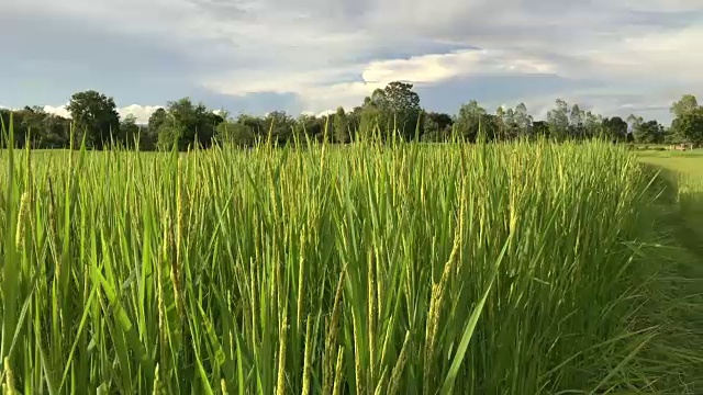 稻田视频素材