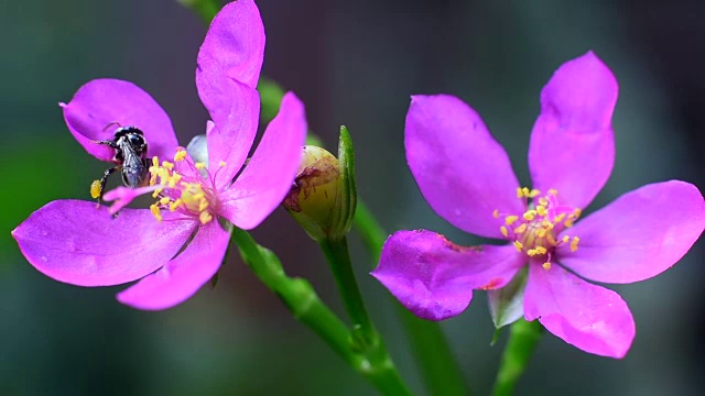 蜜蜂在花朵视频素材