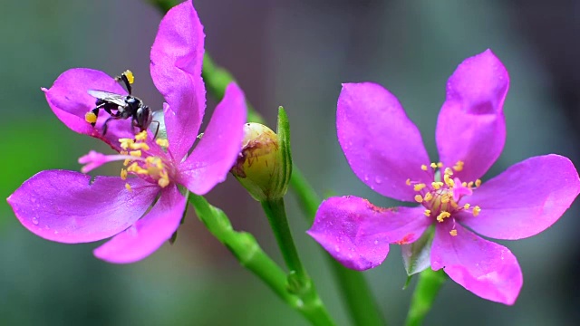 蜜蜂在花朵视频素材