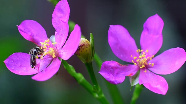 蜜蜂在花朵视频素材